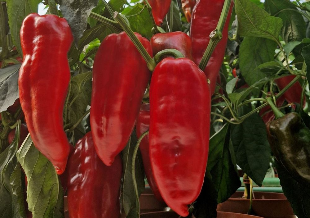 Seminte Ardei lung Carpatin F1- 50 sem, HEKTAR SEEDS, 1, hectarul.ro