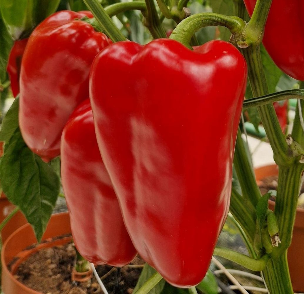 Seminte Ardei lung Karpathos F1 - 500 sem, HEKTAR SEEDS, 1, hectarul.ro