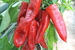 Seminte Ardei lung Napoca F1 - 50 sem, HEKTAR SEEDS