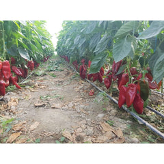 Seminte Ardei lung Napoca F1 HEKTAR 100 sem