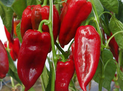 Seminte Ardei lung Potaisa F1 - 50 sem, HEKTAR SEEDS