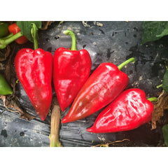 Seminte Ardei lung Potaisa F1 100 sem (tip ureche de elefant) HEKTAR 100 sem