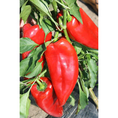 Seminte Ardei lung Potaisa F1 100 sem (tip ureche de elefant) HEKTAR 100 sem