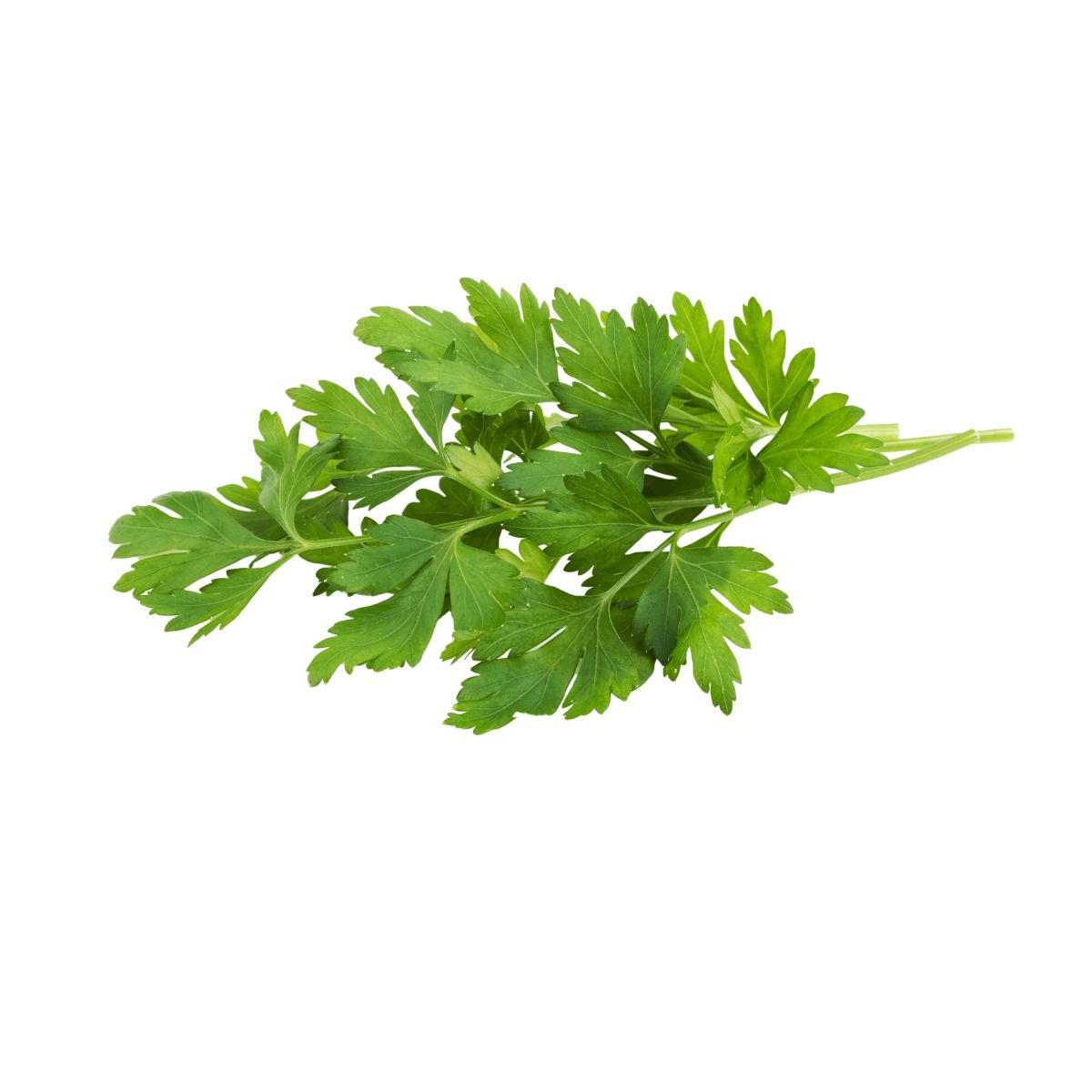 Seminte patrunjel de frunze Amsterdamse Snij, 5 grame, 1, hectarul.ro