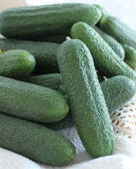 Seminte Castraveti Bicaz F1- 500 sem, HEKTAR SEEDS