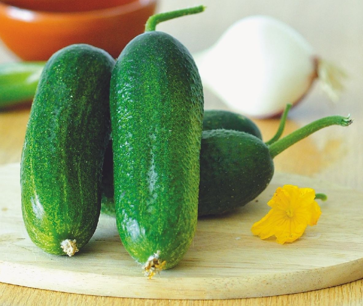 Seminte Castraveti Cloud F1 - 500 sem, HEKTAR SEEDS, 1, hectarul.ro