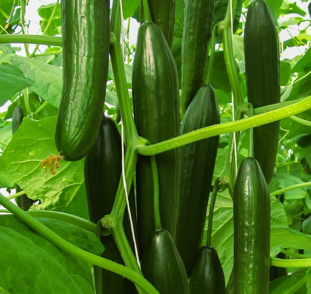 Seminte Castraveti Colosseum F1 - 100 sem, HEKTAR SEEDS, 1, hectarul.ro