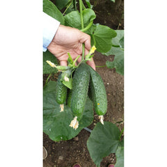 Seminte Castraveti Cornichon CASSIUS F1 ZKI 100 SEM