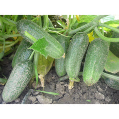 Seminte Castraveti cornichon Cloud F1 HEKTAR 100 sem