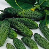 Hectarul - Seminte Castraveti Cornichon EKOL F1 Syngenta 500 sem