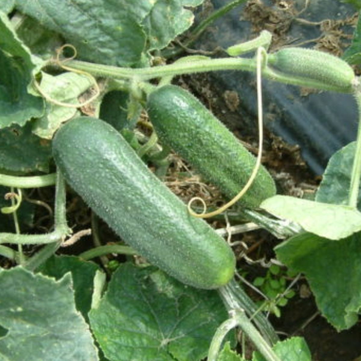 Seminte Castraveti cornichon MAJESTOSA F1 Rijk Zwaan 250 sem, 1, hectarul.ro