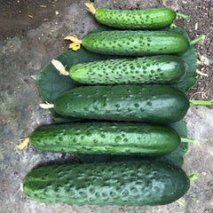 Seminte Castraveti Cornichon SPINO F1 Syngenta 100 SEM