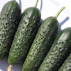 Seminte Castraveti Cornichon SPINO F1 Syngenta 100 SEM