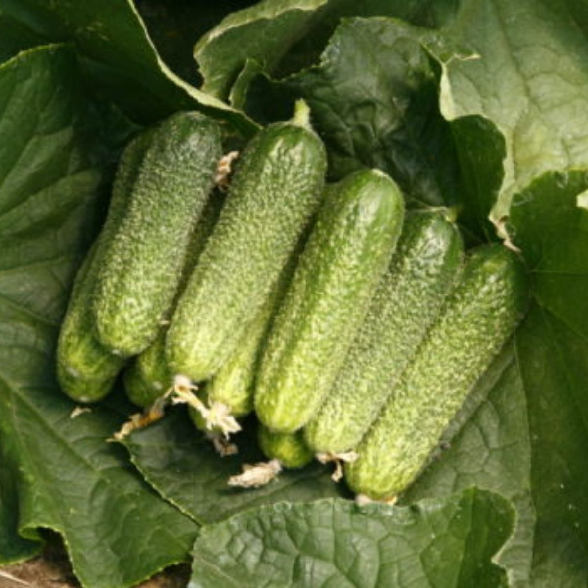 Seminte Castraveti cornichon TRILOGY F1 Rijk Zwaan 1000 sem, 1, hectarul.ro