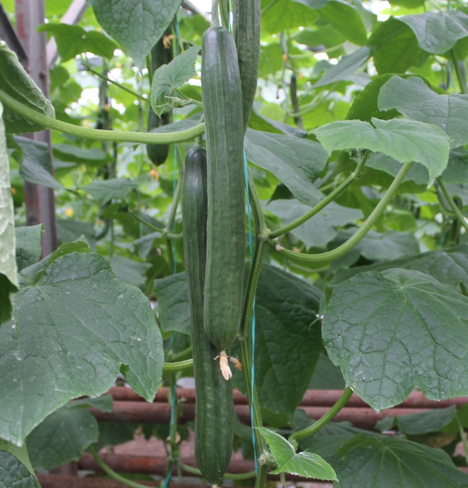 Seminte Castraveti lungi Columna F1 - 500 sem, HEKTAR SEEDS, 1, hectarul.ro