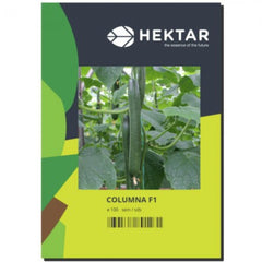 Seminte Castraveti lungi Columna F1 HEKTAR 100 sem