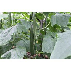 Seminte Castraveti lungi Columna F1 HEKTAR 100 sem