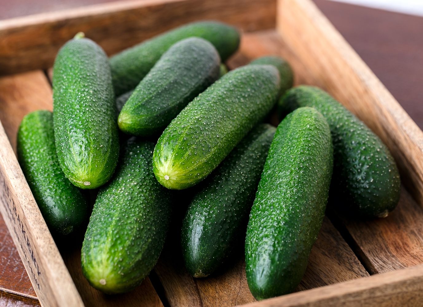 Seminte Castraveti Metex F1 - 500 sem, HEKTAR SEEDS, 1, hectarul.ro