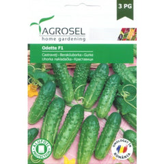 Seminte Castraveti Odette F1 Agrosel 20 sem