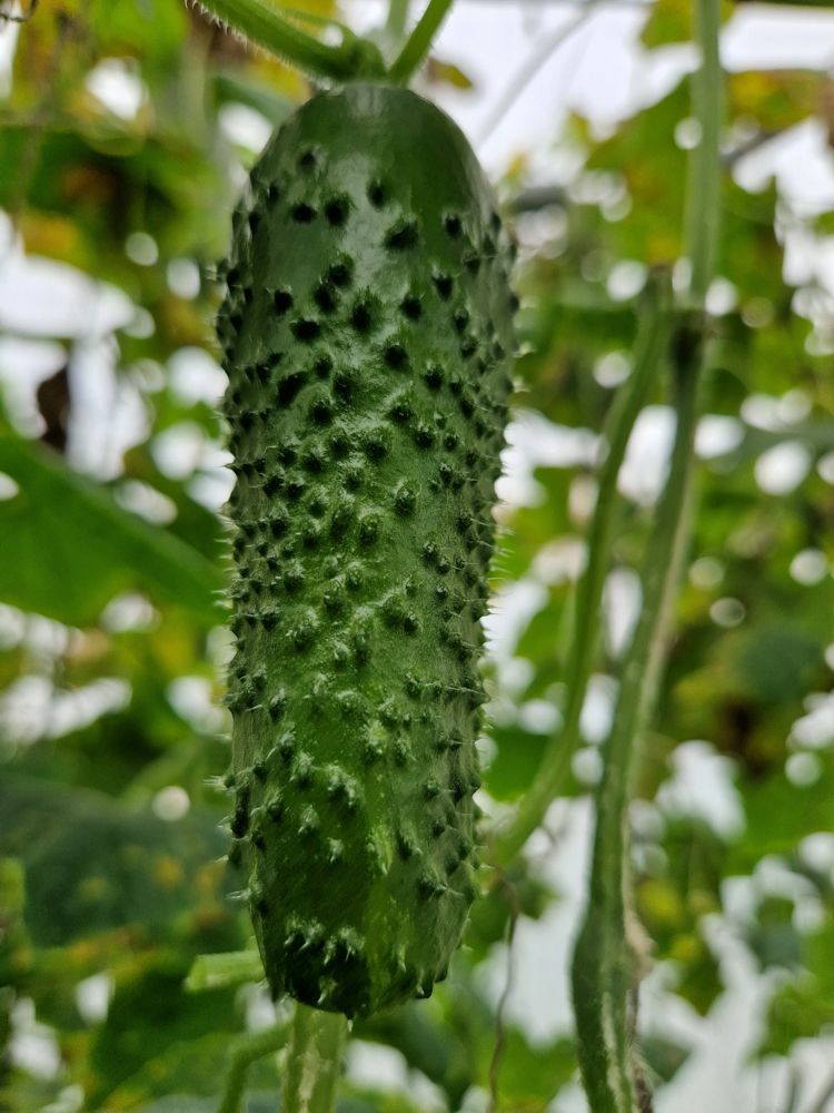 Seminte Castraveti Prut F1 - 50 sem, HEKTAR SEEDS, 1, hectarul.ro