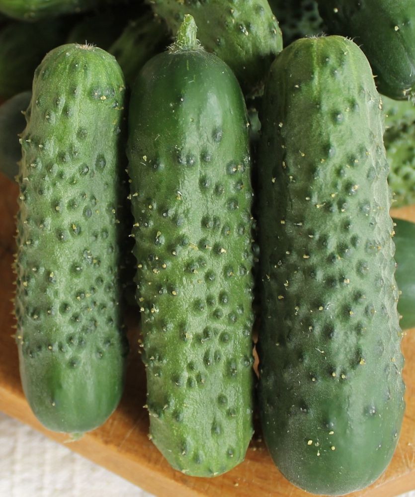 Seminte Castraveti Tisa F1 - 100 sem, HEKTAR SEEDS, 1, hectarul.ro