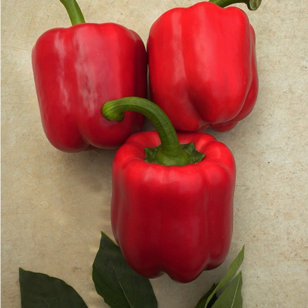 Seminte de ardei AKTOR F1, 1000 seminte, YUKSEL, 1, hectarul.ro