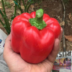 Seminte de ardei AKTOR F1, 500 seminte, YUKSEL