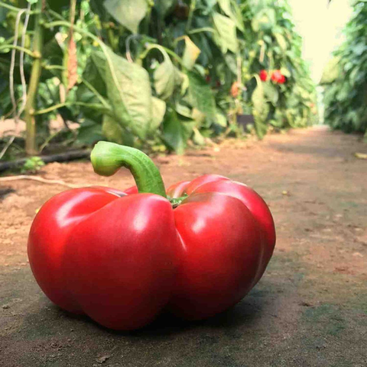 Seminte de ardei gogosar BRONCO F1, 1000 seminte, CAPSICO, 1, hectarul.ro