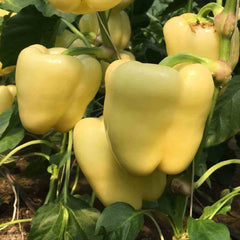 Seminte de ARDEI GOLDANO F1, ardei gras extra-timpuriu, 100 seminte