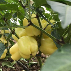 Seminte de ardei gras Blondy F1, 500 seminte SYNGENTA