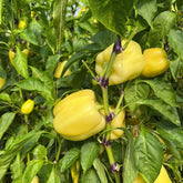 Hectarul - Seminte de Ardei gras BURATTI F1, Rijk Zwaan, 100 SEMINTE