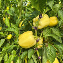 Seminte de Ardei gras BURATTI F1, Rijk Zwaan, 100 SEMINTE