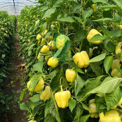 Seminte de Ardei gras BURATTI F1, Rijk Zwaan, 100 SEMINTE