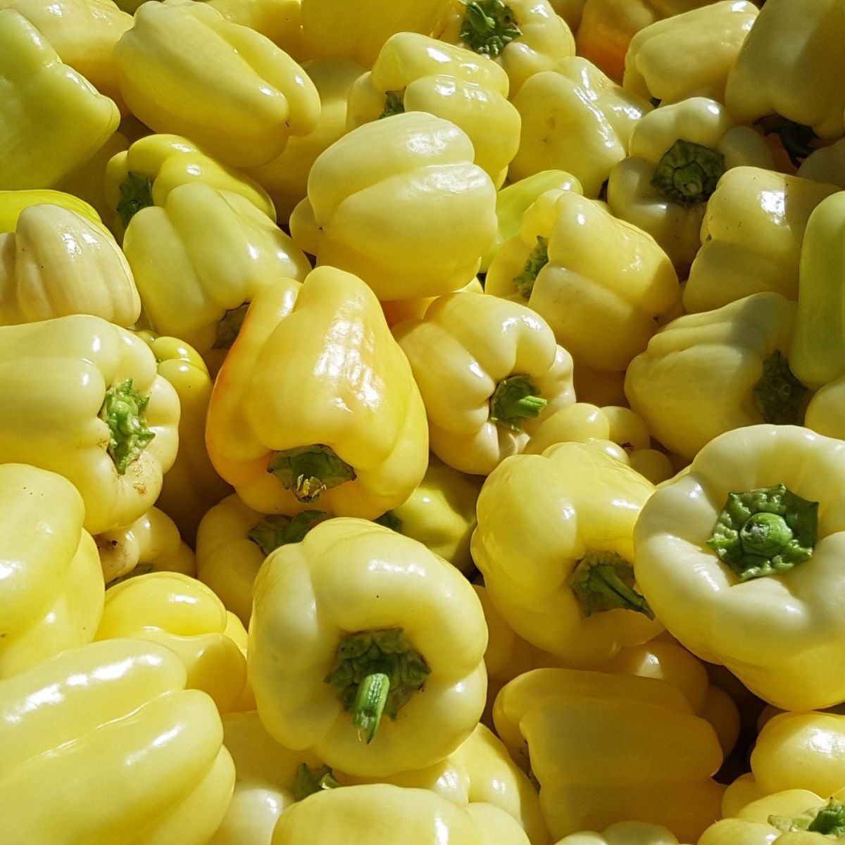 Seminte de ardei gras Maradonna F1, 500 seminte, 1, hectarul.ro