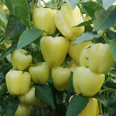 Seminte de ardei gras Piedone F1, 500 seminte