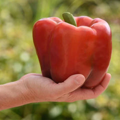 Seminte de ardei gras Red Knight F1, 100 seminte