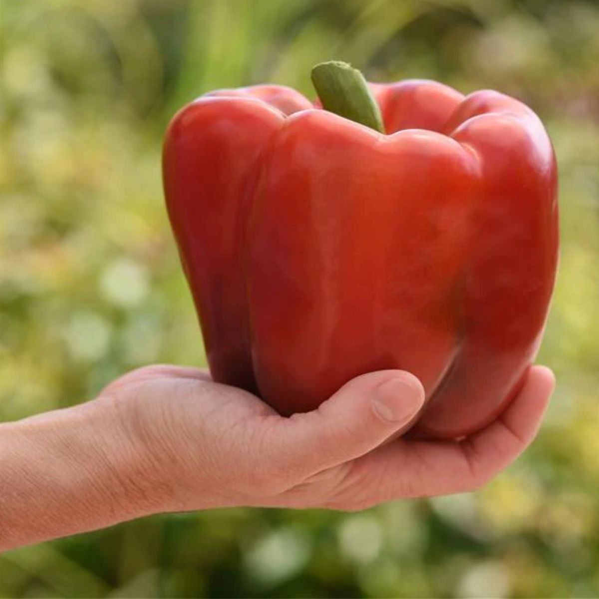 Seminte de ardei gras Red Knight F1, 500 seminte, 1, hectarul.ro