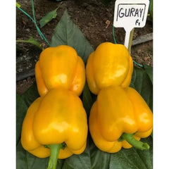 Seminte de ardei GURAY F1, 1000 seminte, YUKSEL
