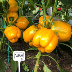 Seminte de ardei GURAY F1, 500 seminte, YUKSEL