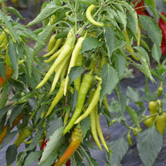 Seminte de ardei iute Iancu F1, 100 seminte, Hektar