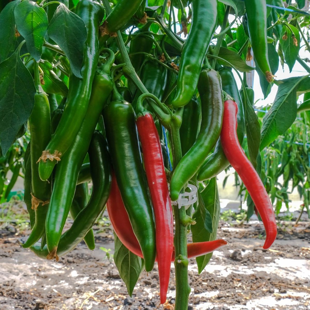 Seminte de ardei iute Sahem F1, 500 seminte, SYNGENTA, 1, hectarul.ro