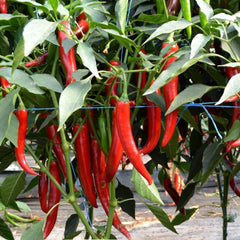 Seminte de ardei iute Sahem F1, 500 seminte, SYNGENTA