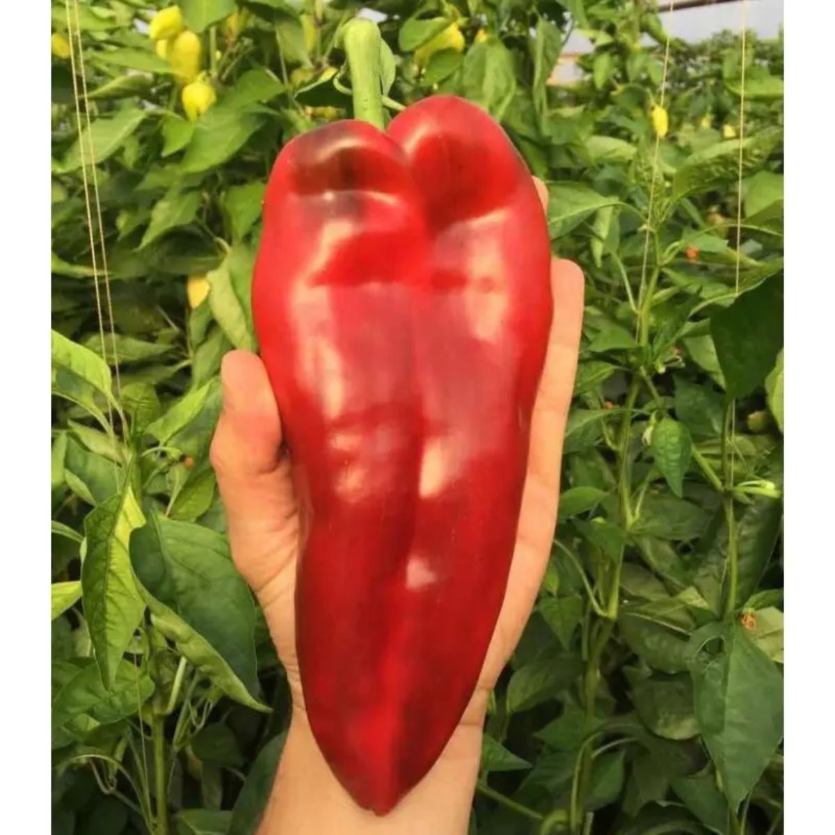 Seminte de ardei kapia EUGENIA F1, 1000 seminte, CAPSICO, 1, hectarul.ro