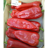 Hectarul - Seminte de ardei kapya Kaptur F1, 500 seminte