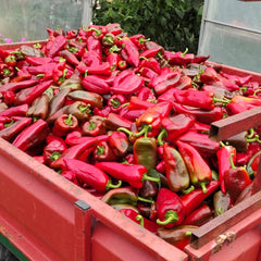 Seminte de ardei kapya Kaptur F1, 500 seminte