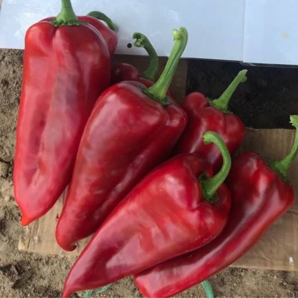 Seminte de ardei kapya Tonton F1, 500 seminte, 1, hectarul.ro