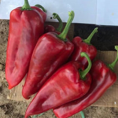 Seminte de ardei kapya Tonton F1, 500 seminte