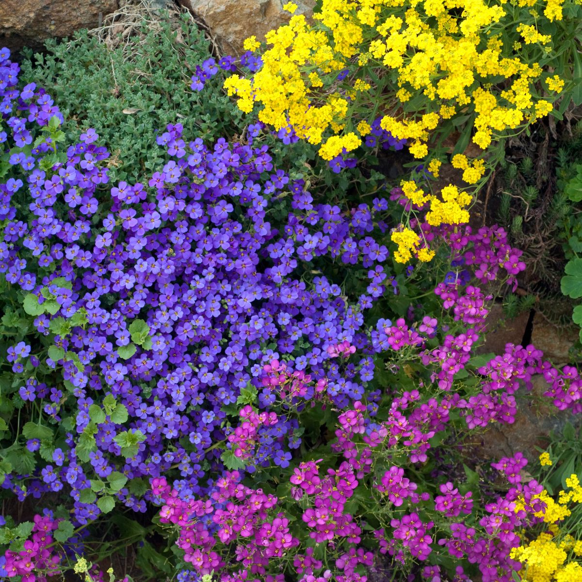 Seminte de Aubrieta, 0,2 grame OPAL, 1, hectarul.ro