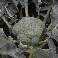 Seminte de broccoli BATORY, 2500 seminte SYNGENTA