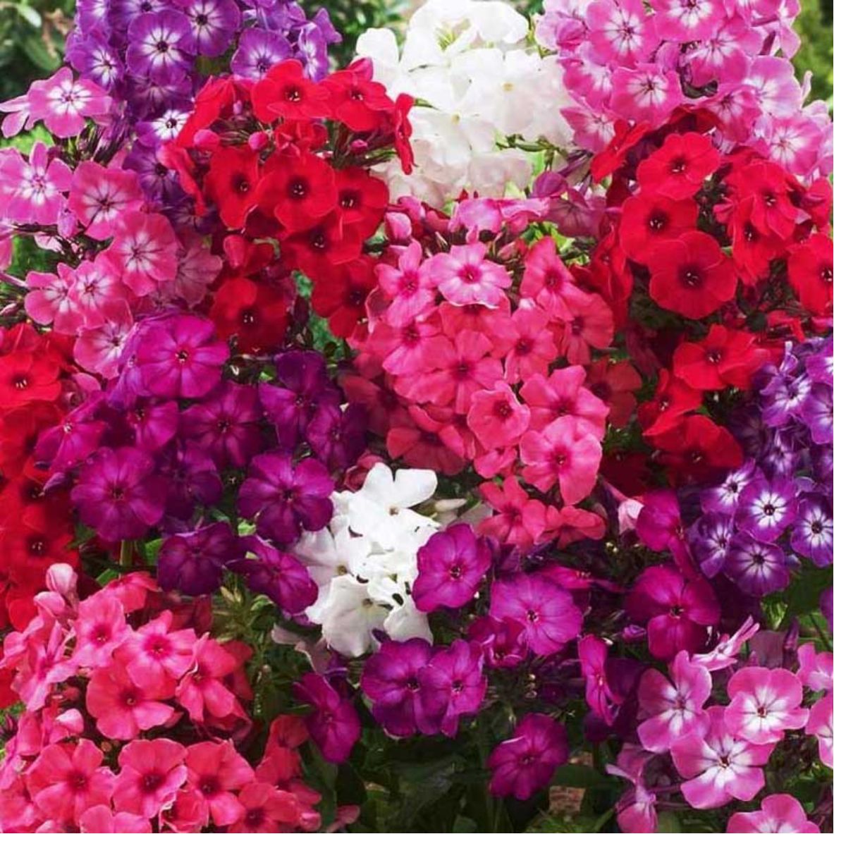 Seminte de Brumarele, 0.2 grame, 1, hectarul.ro